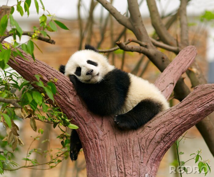 Fotobehang Panda op een boom