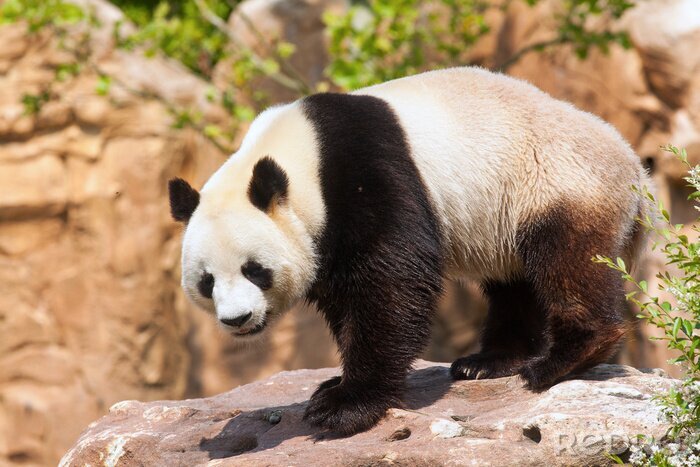Fotobehang Panda op een rots