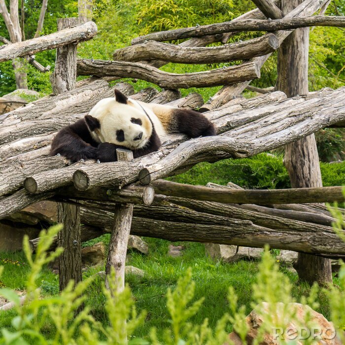 Fotobehang Panda rustend op een boomstam