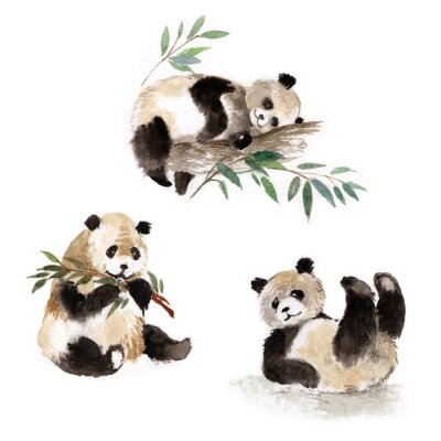 Panda's geschilderd in aquarel op een witte achtergrond