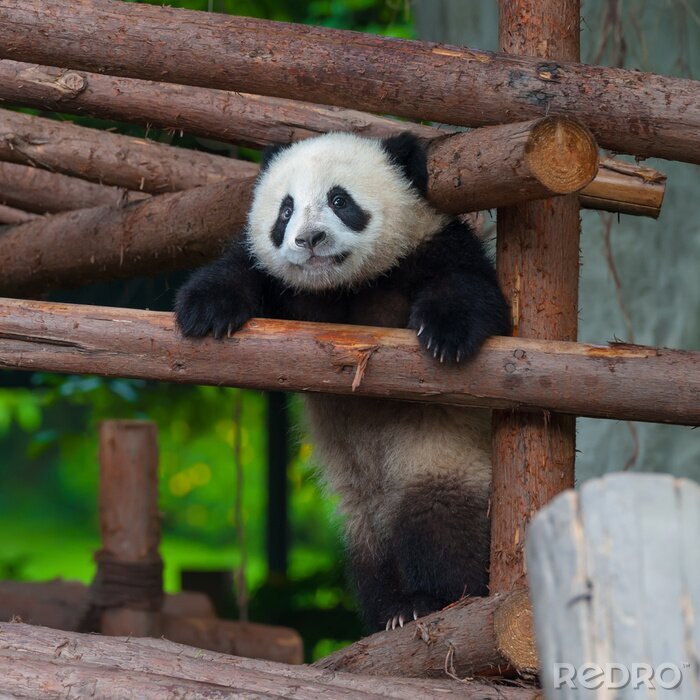 Fotobehang Panda spelen