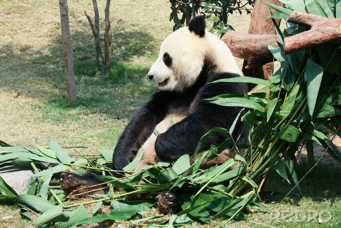 Fotobehang Panda zittend in de bladeren