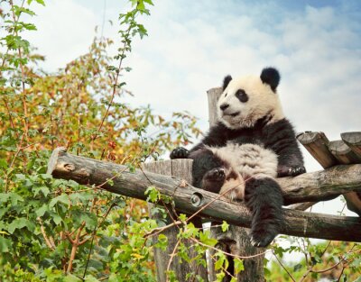 Fotobehang Pandabeer zittend in een boom