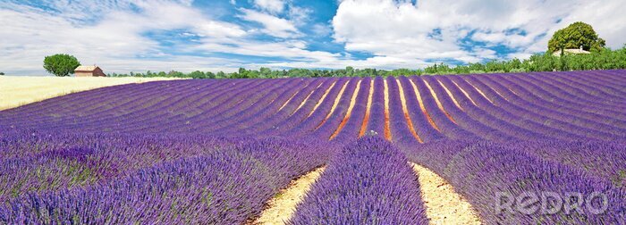 Fotobehang Panorama met zicht op lavendel
