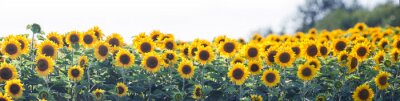 Fotobehang Panorama met zonnebloemen