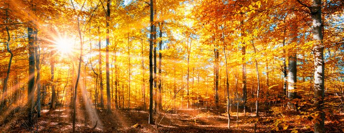 Fotobehang Panorama van bossen in gouden herfst