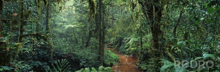 Fotobehang Panorama van de groene jungle