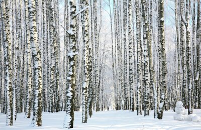 Fotobehang Panorama van een berkenbos in de winter