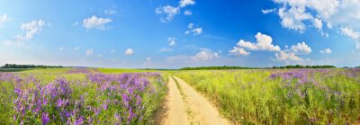 Fotobehang Panorama van een landwegje en grasvelden