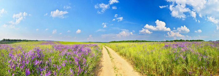 Fotobehang Panorama van een landwegje en grasvelden