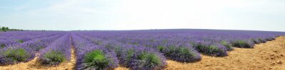 Fotobehang Panorama van een lavendelveld