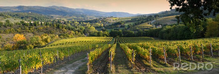 Fotobehang Panorama van een Toscaanse wijngaard