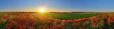 Fotobehang Panorama van een veld met rode bloemen