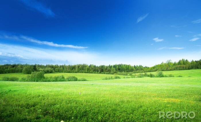 Fotobehang Panorama van gras, bomen en lucht