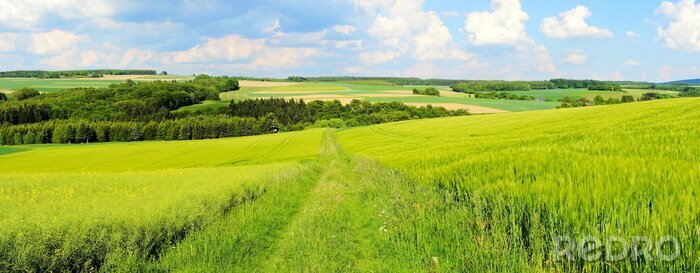 Fotobehang Panorama van groen gras en lucht