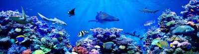 Fotobehang Panorama van koraalrif en dieren