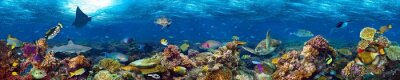 Fotobehang Panorama van koraalrif in de oceaan