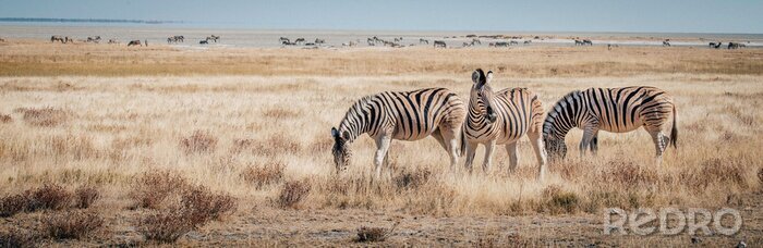Fotobehang Panoramafoto met zebra's