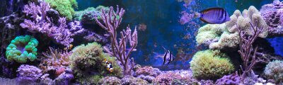 Fotobehang Panoramisch koraalrif met vissen