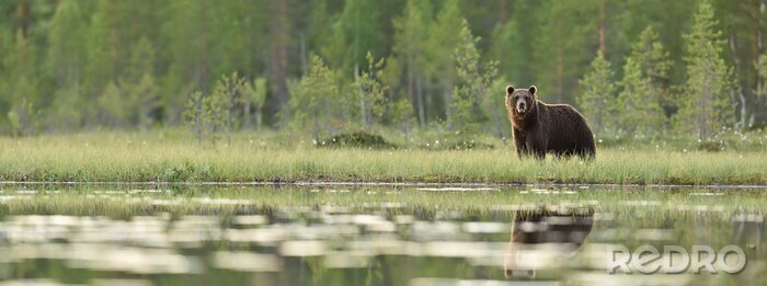 Fotobehang Panoramisch landschap met een beer