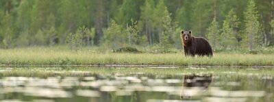 Fotobehang Panoramisch landschap met een beer