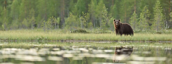 Fotobehang Panoramisch landschap met een beer