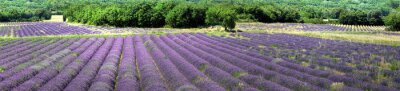 Fotobehang Panoramisch lavendelveld