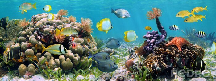 Fotobehang Panoramisch ontwerp met koraalrif