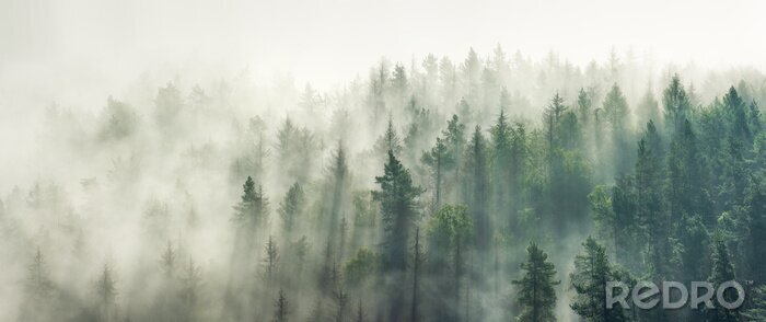 Fotobehang Panoramisch uitzicht op het bos met ochtendmist