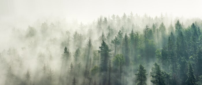 Fotobehang Panoramisch uitzicht op het bos met ochtendmist