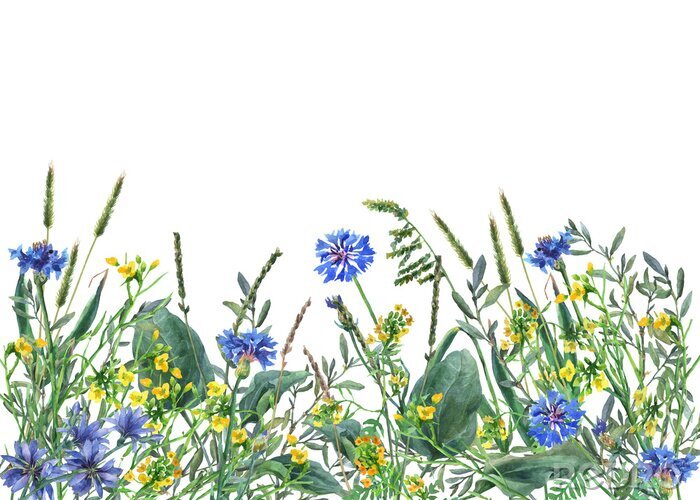 Fotobehang Panoramisch uitzicht op wilde weide bloemen en gras op een witte achtergrond. Horizontale rand met bloemen en kruiden. Aquarel hand schilderij illustratie.