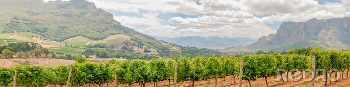 Fotobehang Panoramisch uitzicht over de wijngaarden in de buurt van Stellenbosch