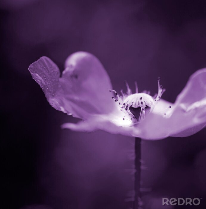 Fotobehang Papaver