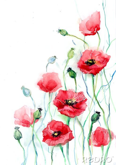 Fotobehang Papavers op een witte achtergrond met blauwe stengels