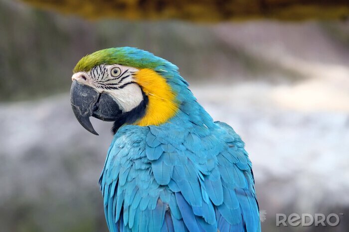 Fotobehang Papegaai met blauwe veren