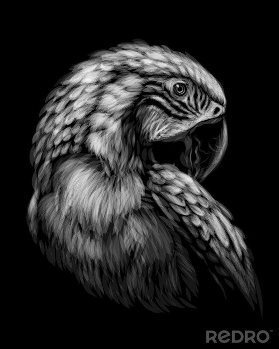 Fotobehang Papegaai op een geïsoleerde zwarte achtergrond