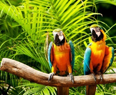 Fotobehang Papegaaien in de jungle