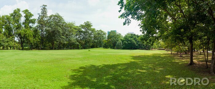 Fotobehang Park met een open grasplek
