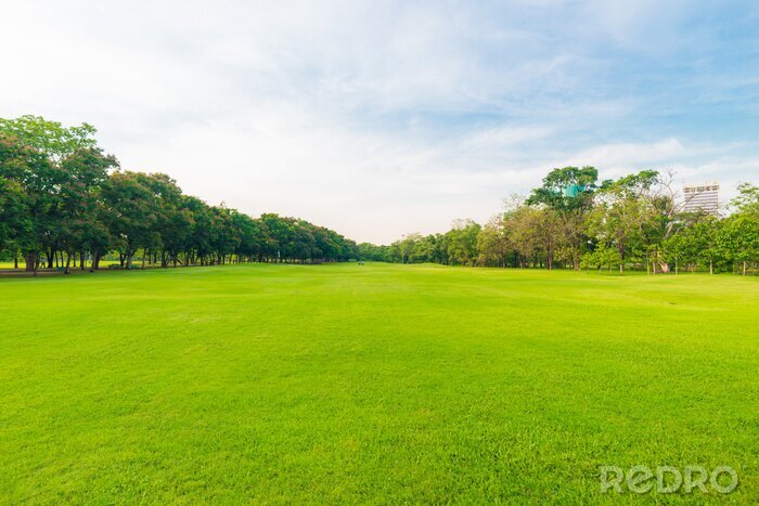 Fotobehang Park met gras