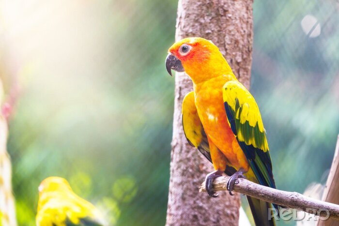 Fotobehang Parkiet op een wazige achtergrond