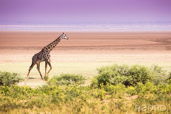 Fotobehang Pastelkleurig landschap met giraf
