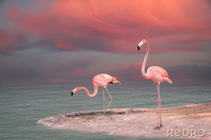 Fotobehang Pastelkleurige flamingo's aan het water