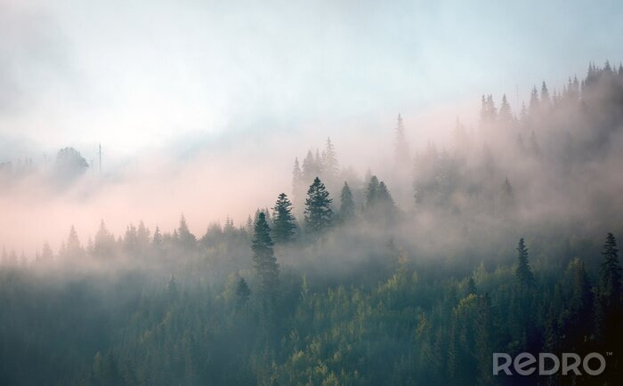 Fotobehang Pastelkleurige lucht en bos