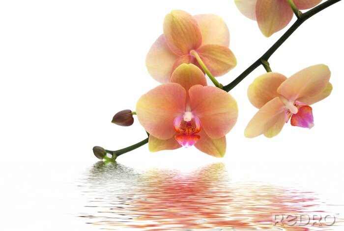 Fotobehang Pastelkleurige orchideeën bij het water