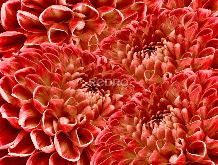 Fotobehang Patroon met rode bloemen