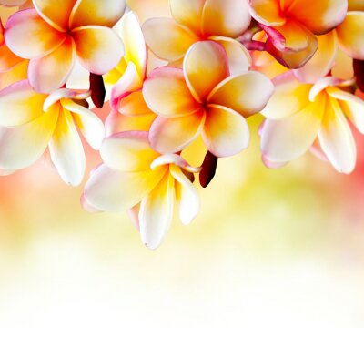 Fotobehang Patroon met tropische bloemen