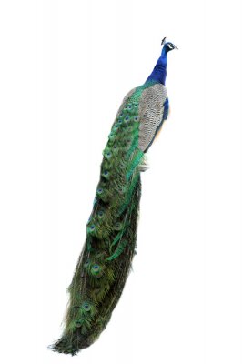 Fotobehang Pauw met lange kleurrijke staart