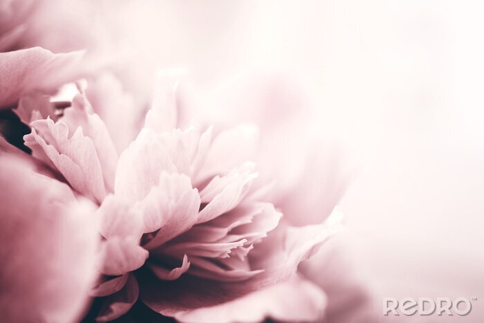 Fotobehang Peony flowers close-up, soft focus. Gentle floral background