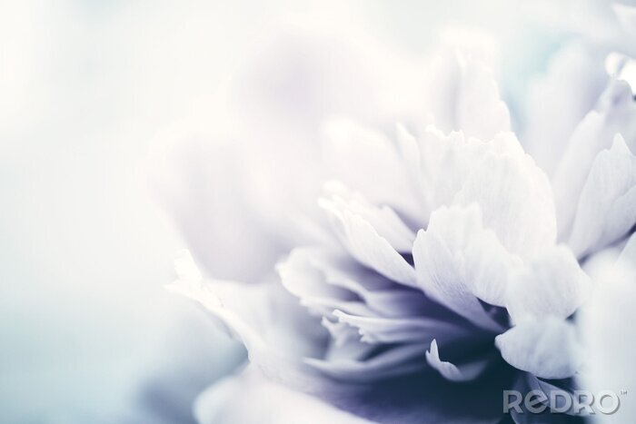 Fotobehang Peony flowers close-up, soft focus, toned. Gentle floral background