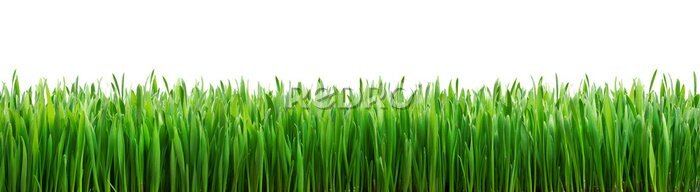 Fotobehang perfect geïsoleerd gras voor de lente grens